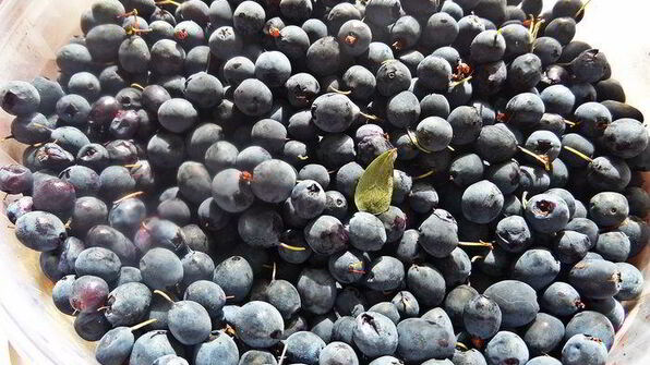 клафути ягодное