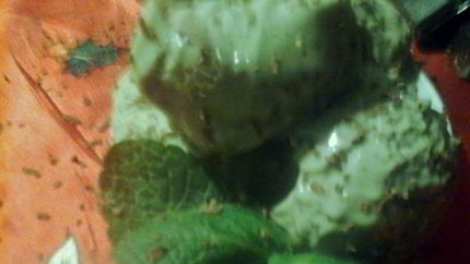 Мятно-шоколадное мороженое