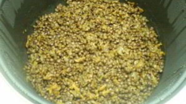 гарнир из чечевицы