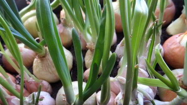 лимонный картофель с луком