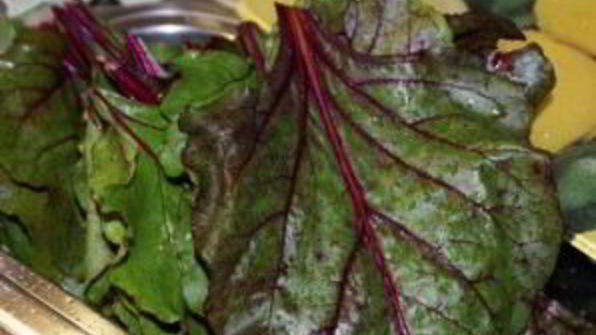 долма из свекольных листьев