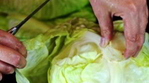 запеченные голубцы в сметанном соусе