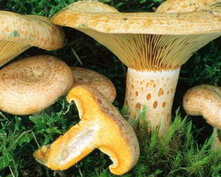 Грибы млечники