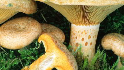 Грибы млечники