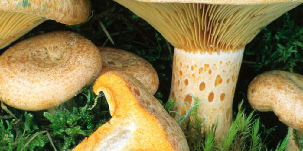 Рецепт грибы млечники