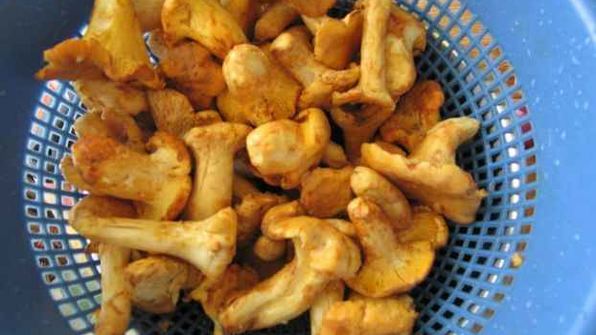 лисички жареные с картофелем