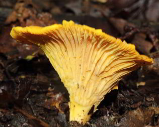 Лисички жареные с луком