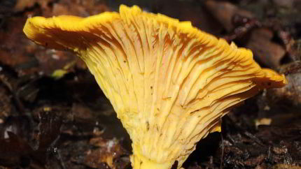 Лисички жареные с луком