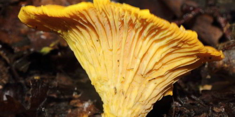 Рецепт лисички жареные с луком