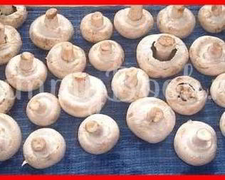 Шампиньоны фаршированные с беконом