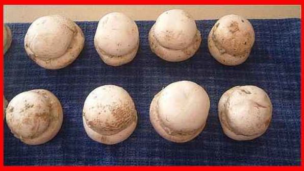 шампиньоны фаршированные с беконом