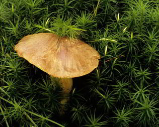 Вареные грибы моховики