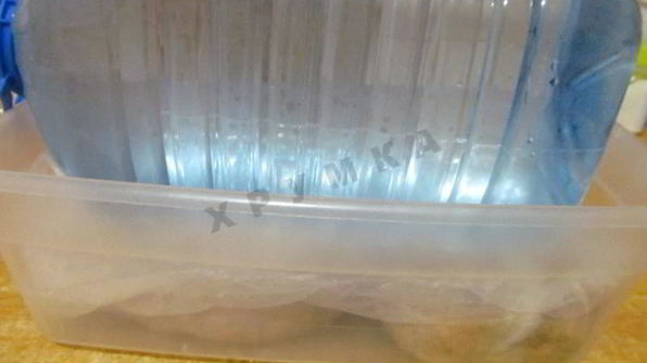 свиной желудок фаршированный