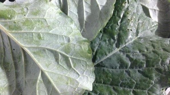 овощное рагу с уткой дамлама