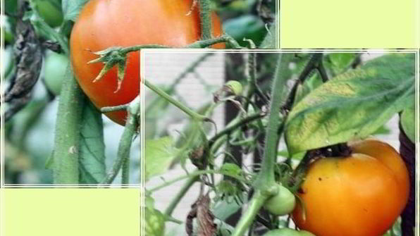 рыба в капусте