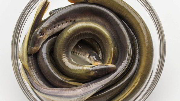 жареная минога в маринаде