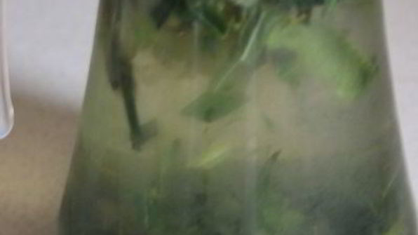 витаминный напиток из листьев облепихи с медом и мятой