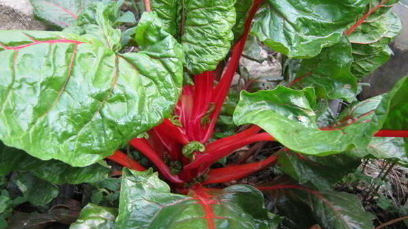 зеленый борщ