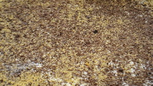 булочки шокобоны для хлебопечки