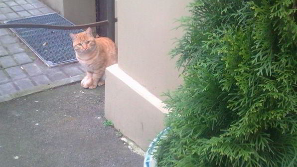 чизкейк в микроволновке