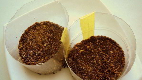 мини-чизкейки с черникой