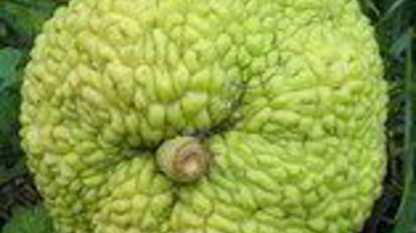 мартышкин хлеб