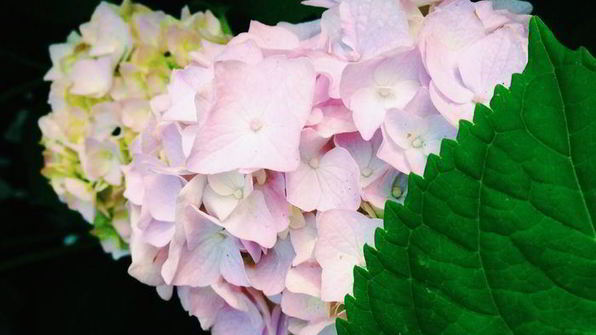 цельнозерновые сконы с яблоком