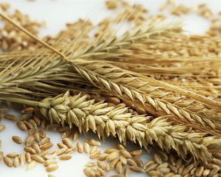 Ржаные лепешки