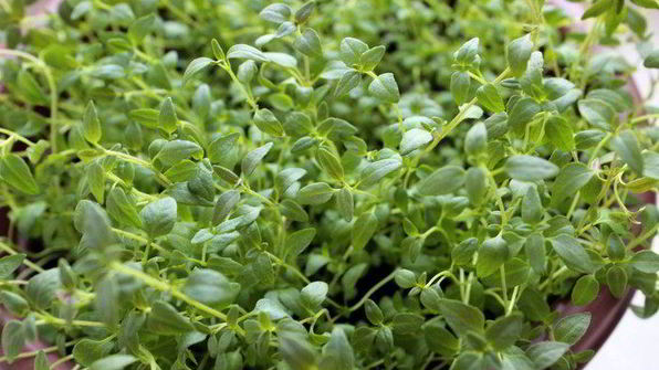 закусочные яичные маффины