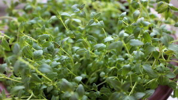 закусочные яичные маффины