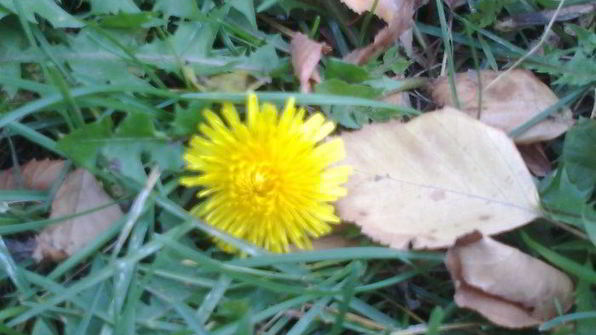 оладушки без муки