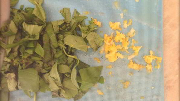 сырники с фетой, ветчиной и кинзой