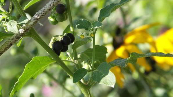 шоколадный торт с виски и пасленом