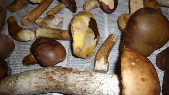 грибы сушеные