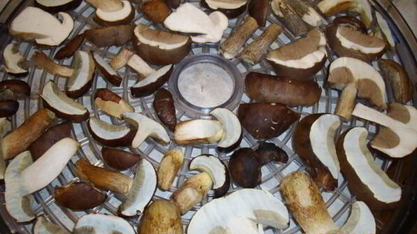 грибы сушеные