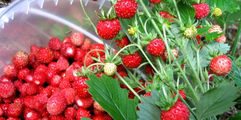 Рецепт компот из земляники на зиму