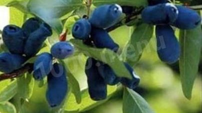 Компот из жимолости на зиму