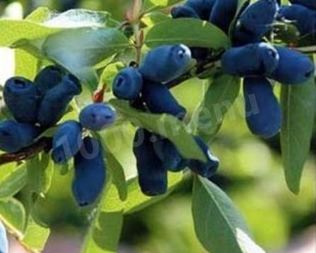 Компот из жимолости на зиму