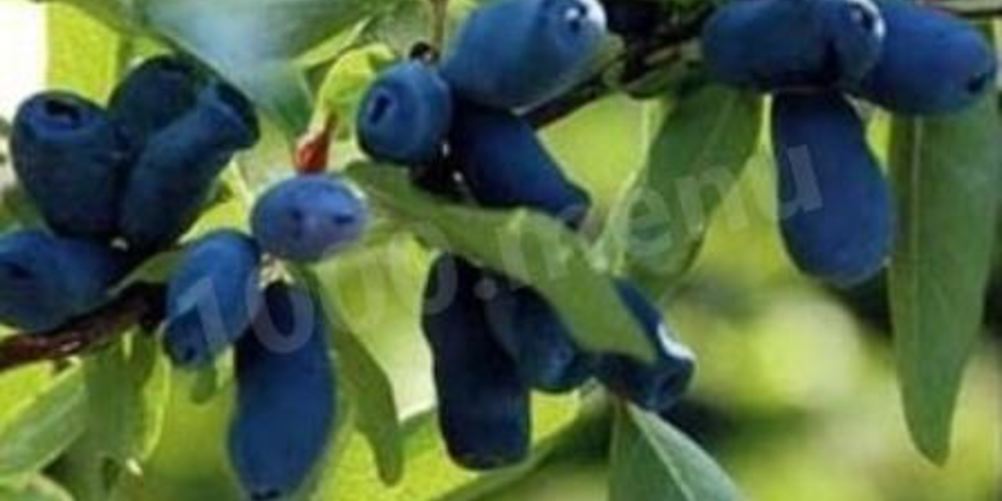 Рецепт компот из жимолости на зиму