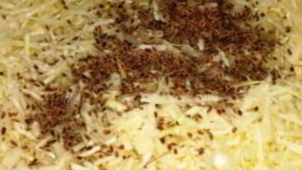 квашеная капуста с укропом