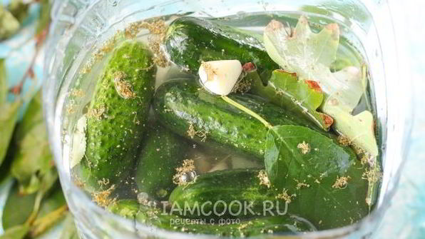 квашеные огурцы без стерилизации на зиму