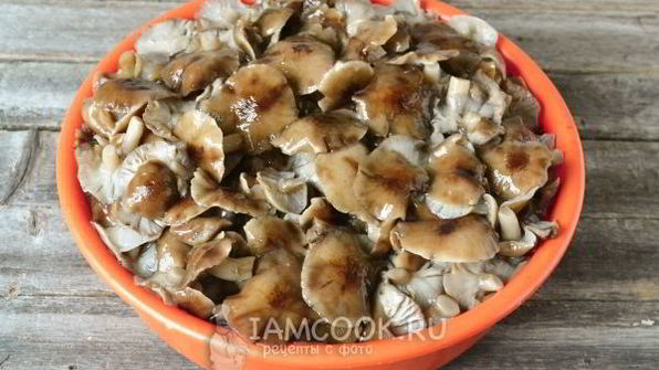 маринование опят на зиму
