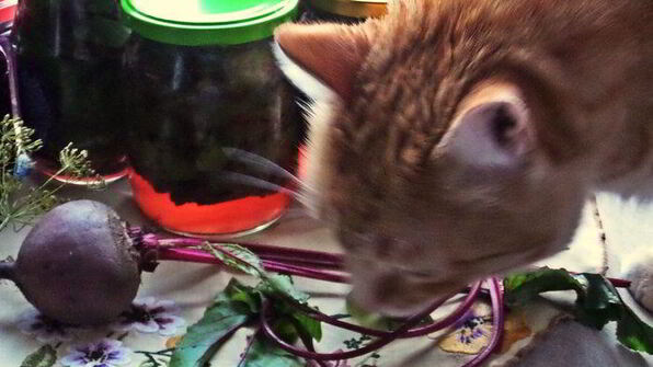 маринование свекольных стебельков