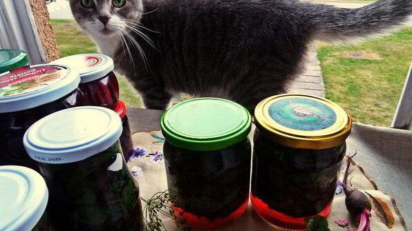 маринование свекольных стебельков