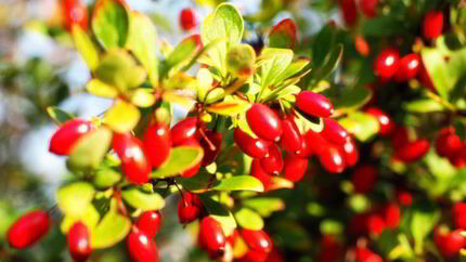 Маринованный кизил по-азербайджански