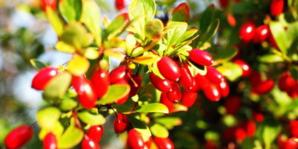 Рецепт маринованный кизил по-азербайджански