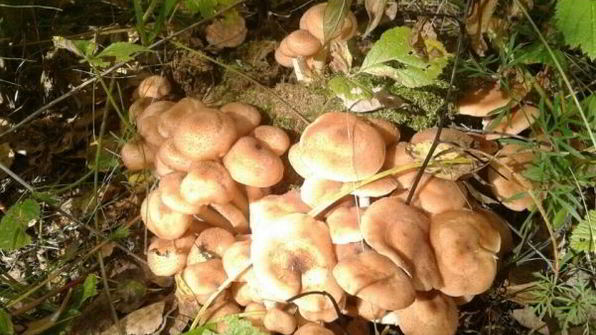 маринованные опята бабушкины