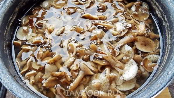 маринованные опята бабушкины