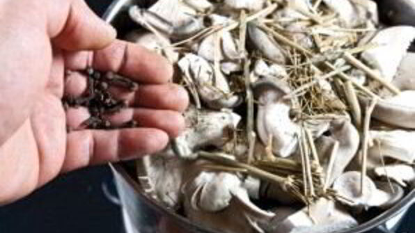 маринованные вешенки