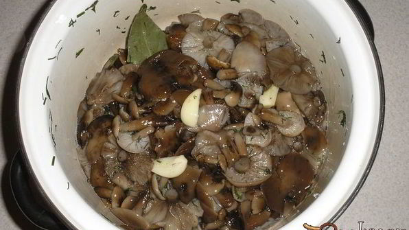 опята маринованные с луком на зиму